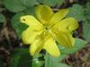 Oenothera biennis image