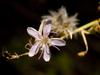 Stephanomeria pauciflora image