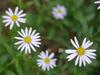 Aster yomena image