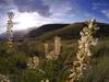 Lupinus arbustus subsp. calcaratus image