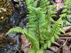 Cystopteris laurentiana image