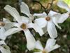 Magnolia kobus image