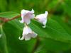 Apocynum androsaemifolium image