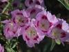 Clarkia speciosa image