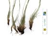 Festuca idahoensis subsp. roemeri image
