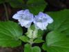 Meehania cordata image