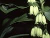 Polygonatum biflorum var. commutatum image