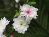 Prunus japonica image
