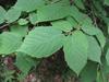 Corylus cornuta image