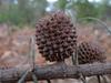 Allocasuarina verticillata image