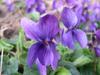 Viola odorata image