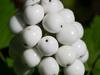 Actaea pachypoda image
