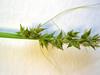 Carex conjuncta image