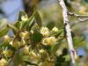 Cercocarpus betuloides image