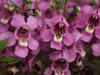 Angelonia angustifolia image