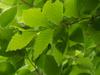 Fagus crenata image