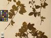 Rubus ×setosus image