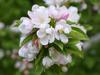 Malus spectabilis image