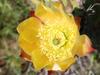 Opuntia littoralis image