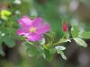 Rosa woodsii var. ultramontana image