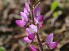 Lupinus hirsutissimus image