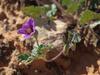 Erodium texanum image