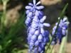 Muscari botryoides image