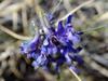 Delphinium scaposum image
