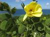 Bauhinia tomentosa image