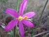 Olsynium douglasii var. douglasii image