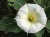 Datura wrightii image