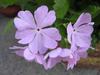 Primula sieboldii image