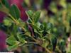 Buxus koreana image