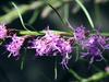 Liatris microcephala image