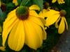 Rudbeckia laciniata image
