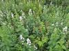 Spiraea alba var. latifolia image