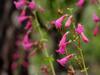 Penstemon pseudospectabilis image