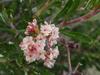 Eriogonum fasciculatum var. foliolosum image
