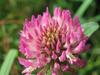 Trifolium pratense image