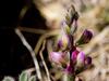 Lupinus concinnus image
