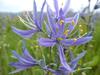 Camassia quamash image