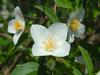 Philadelphus inodorus image