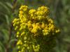 Solidago confinis image