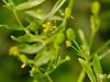Ranunculus sceleratus image