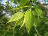 Celtis bungeana image