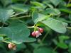 Symphoricarpos mollis image