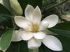 Magnolia virginiana var. australis image