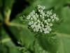 Daucus pusillus image