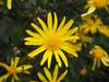Euryops chrysanthemoides image