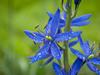 Camassia leichtlinii image